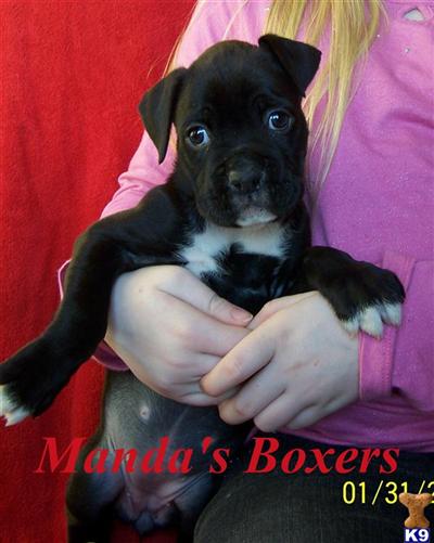 Boxer Puppies for Sale